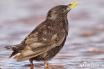 Špaček černý (Sturnus unicolor)