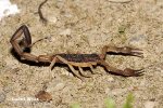 Štír (Opisthophthalmus sp.)