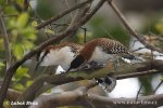 Střízlík rezavošíjný (Campylorhynchus rufinucha)