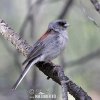 Strnadec zimní (Junco hyemalis)