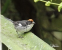 Strnádek běloskvrnný (Atlapetes leucopterus)