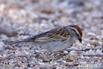 Strnádka vrabcovitá (Spizella passerina)