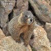 Svišť žlutobřichý (Marmota flaviventris)