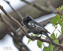 Sýkora černá (Melaniparus niger)