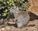 Sysel horský (Urocitellus armatus)