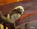 Tamarín pinčí (Saguinus oedipus)