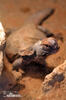 Trnorep skalní (Uromastyx acanthinura)