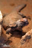 Trnorep skalní (Uromastyx acanthinura)