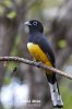 Trogon černohlavý (Trogon melanocephalus)