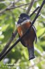 Trogon zlatobřichý (Trogon aurantiiventris)