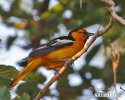 Trupiál oranžovobrvý (Icterus bullockii)