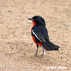 Ťuhýkovec rudobřichý (Laniarius atrococcineus)