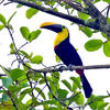 Tukan hnědošíjný (Ramphastos brevis)