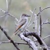 Tyran bledohrdlý (Myiarchus cinerascens)