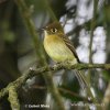 Tyranovec olivovožlutavý (Empidonax flavescens)