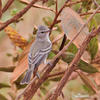 Tyranovec vrbovitý (Empidonax traillii)