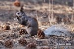 Veverka Kaibab (Sciurus aberti kaibabensis)