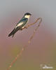 Vlaštovka bělobřichá (Tachycineta albiventer)