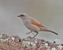 Vlhovec šedohnědý (Agelaioides badius)