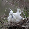 Volavka stříbřitá (Egretta garzetta)