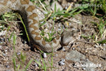 Vretenica rožkatá (Vipera ammodytes)