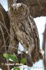 Výreček africký (Otus senegalensis)