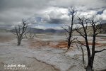 Yellowstone, NP (<em>Wyoming, USA</em>)