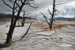 Yellowstone, NP (<em>Wyoming, USA</em>)