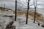 Yellowstone, NP (<em>Wyoming, USA</em>)