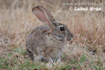 Zajíc africký (Lepus capensis)