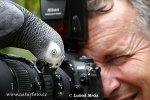 Žako kongo, papoušek šedý (Psittacus erithacus)