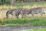 Zebra stepná