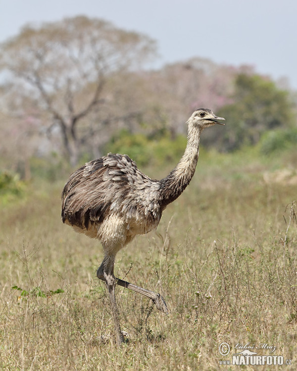 Nandu pampový (Rhea americana)