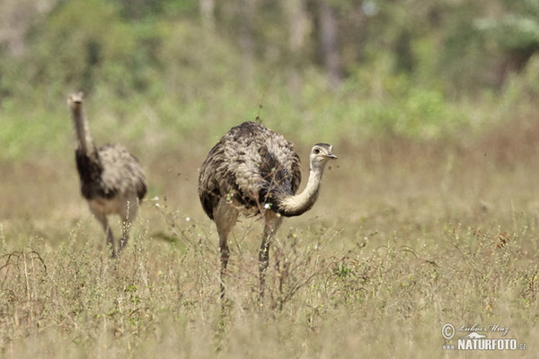 Nandu pampový (Rhea americana)