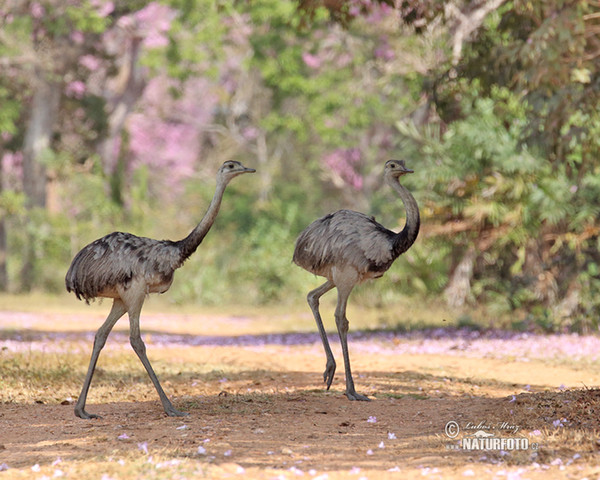 Nandu pampový (Rhea americana)