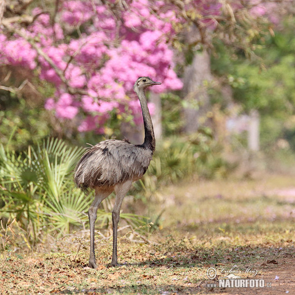 Nandu pampový (Rhea americana)