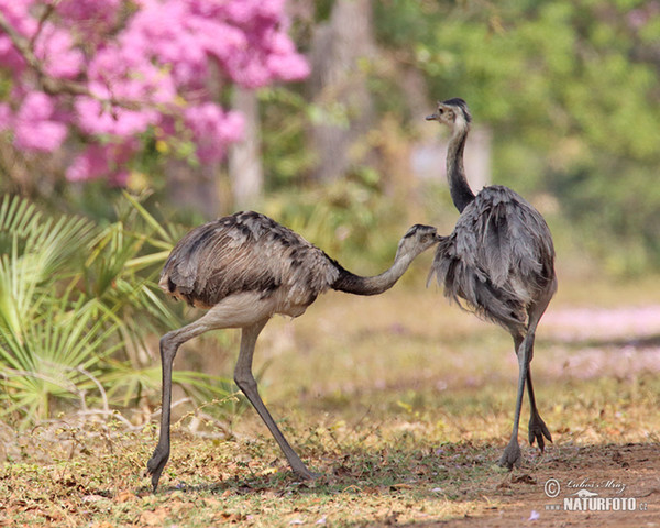 Nandu pampový (Rhea americana)