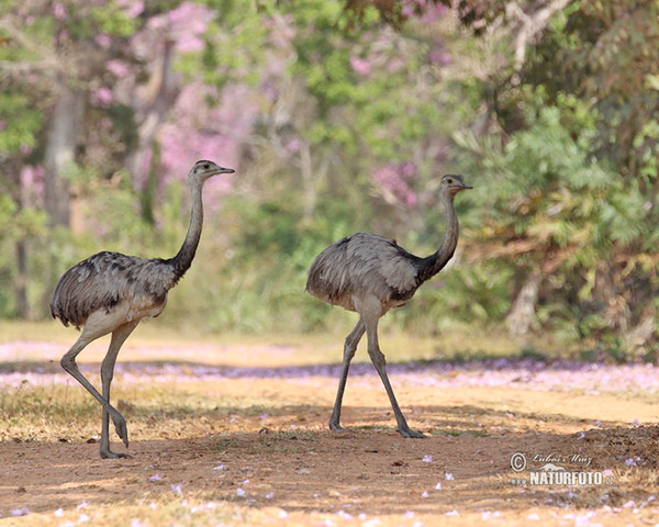 Nandu pampový (Rhea americana)