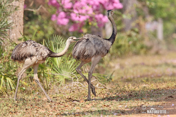 Nandu pampový (Rhea americana)