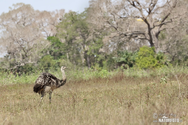 Nandu pampový (Rhea americana)