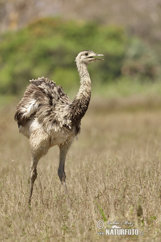 Nandu pampový (Rhea americana)