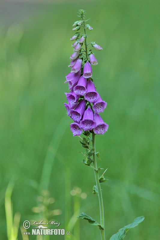 Náprstník červený (Digitalis purpurea)