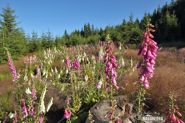 Náprstník červený (Digitalis purpurea)