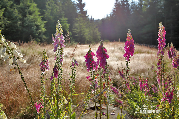 Náprstník červený (Digitalis purpurea)