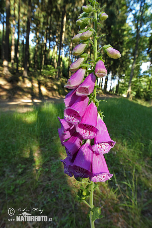 Náprstník červený (Digitalis purpurea)