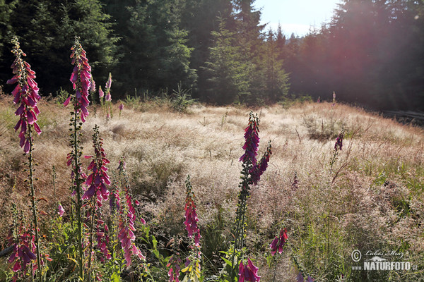 Náprstník červený (Digitalis purpurea)