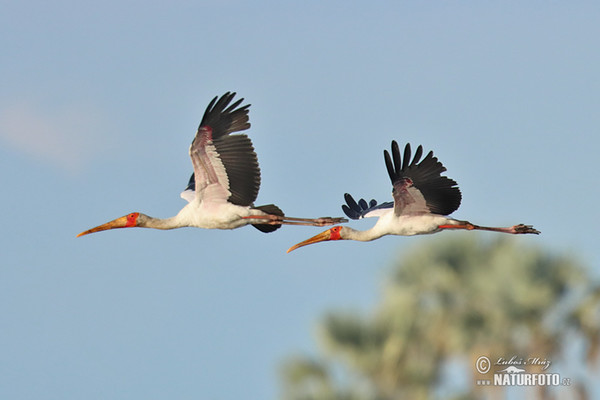 Nesyt africký (Mycteria ibis)