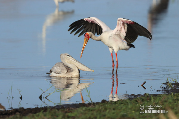 Nesyt africký (Mycteria ibis)