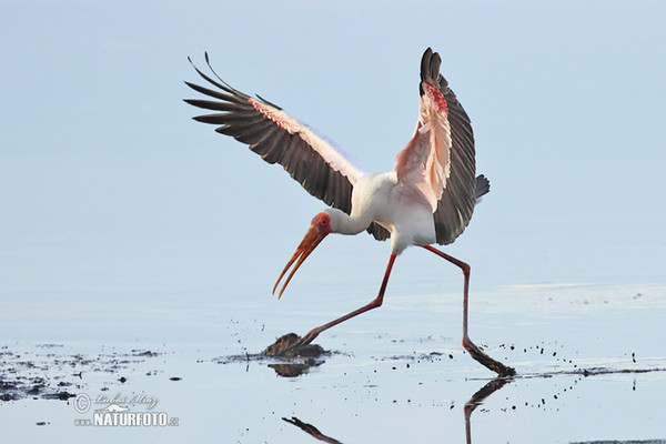 Nesyt africký (Mycteria ibis)