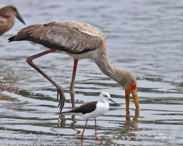 Nesyt africký (Mycteria ibis)